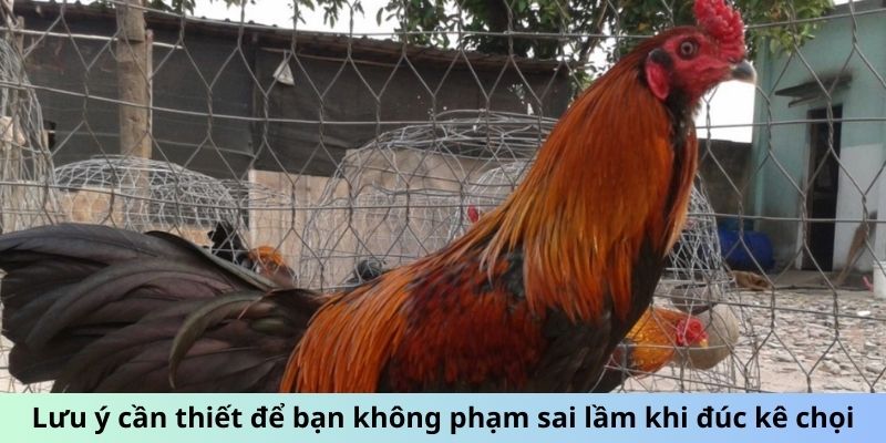 Cách Đúc Gà Chọi Nhiều Trống - Bí Quyết Sinh Sản Đột Phá 3 Trang Chủ Jun88.com #1 Việt Nam Lưu ý cần thiết để bạn không phạm sai lầm khi đúc kê chọi